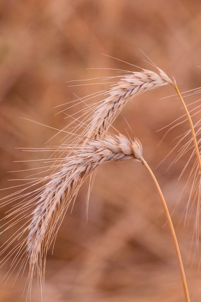 barley, crop, field-8134218.jpg